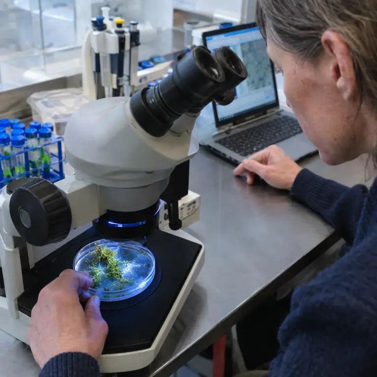 Researchers examine moss samples under a microscope at the University of Hamburg laboratory.