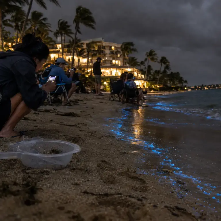 Guests gather for a guided 'luminreef walk' on Saint Lucia’s southern coast, where seeded algae make the surf glow.